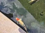 Koi, Dieren en Toebehoren, Karper of Koi