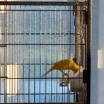 Kanarie pop gezocht, Dieren en Toebehoren, Vogels | Kanaries
