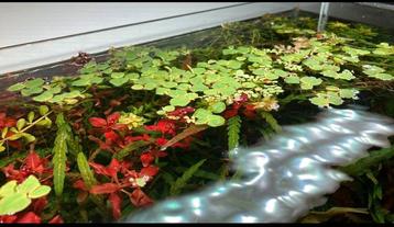 Phylantus fluitans / aquarium drijfplant / red root floaters