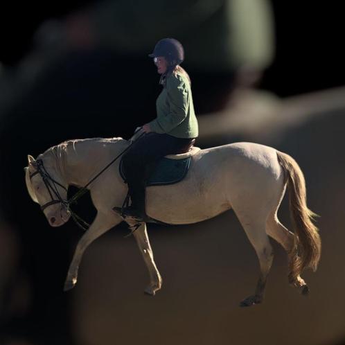 10 jarige merrie, Dieren en Toebehoren, Pony's, Merrie, Niet van toepassing, D pony (1.37m tot 1.48m), Recreatiepony, 7 tot 10 jaar