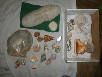 collectie schelpen