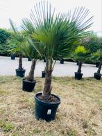 Trachycarpus Fortunei/maat volwassenen/pro factuur/levering, Ophalen of Verzenden, Winter