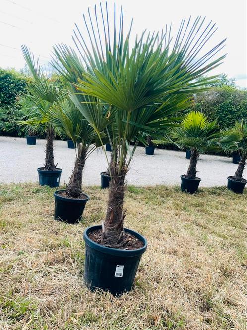 Trachycarpus Fortunei/maat volwassenen/pro factuur/levering, Tuin en Terras, Planten | Tuinplanten, Winter, Ophalen of Verzenden