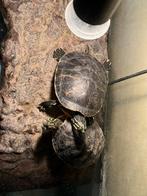 2 waterschildpadden +- 4 jaar oud, Schildpad, Met terrarium, 3 tot 6 jaar
