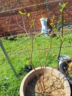Magnolia x soulangeana exclusief pot, Tuin en Terras, Overige soorten, Lente, Minder dan 100 cm, Ophalen