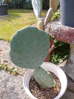 Cactus, Tuin en Terras, Ophalen