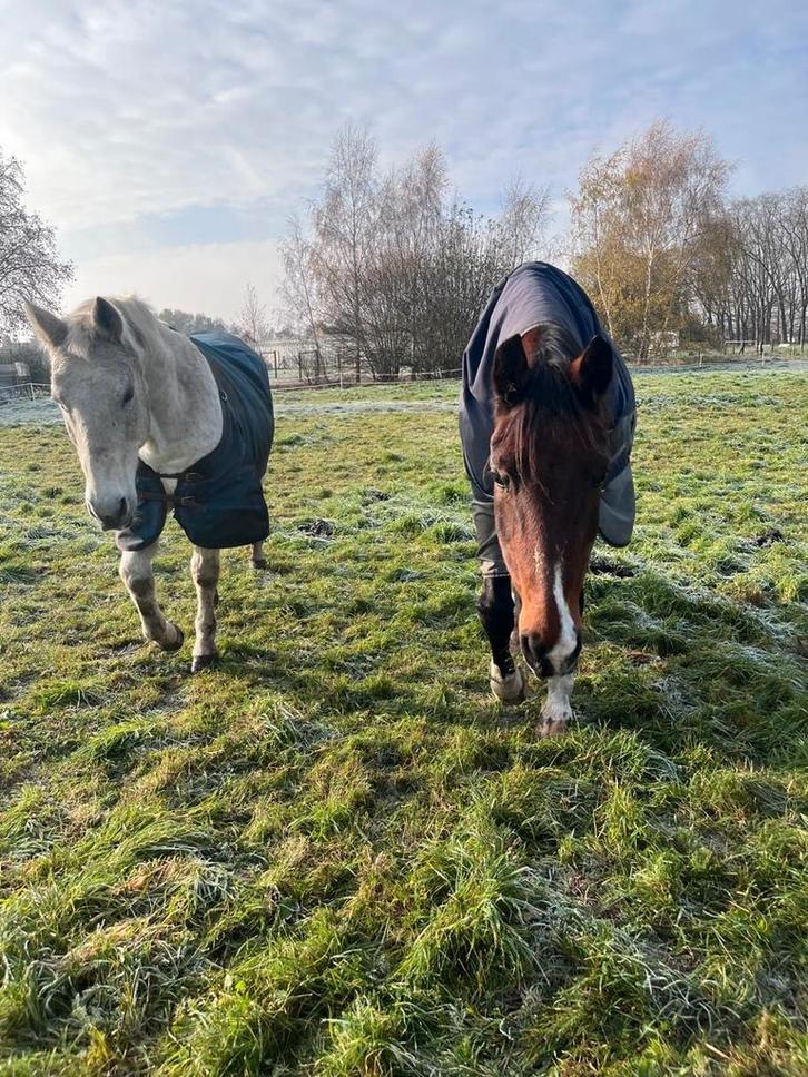 (Bruine) kwpn volbloed Waiana 23 jarige merie te koop, Dieren en Toebehoren, Paarden, Merrie, Zadelmak, 170 tot 175 cm, 11 jaar of ouder