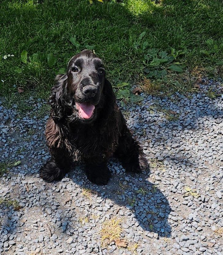 Engels cocker spaniel teefje 16-4-25, Dieren en Toebehoren, Honden | Chihuahua's en Gezelschapshonden, Teef, Overige rassen, Fokker | Professioneel