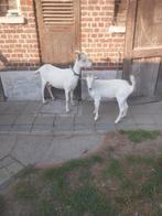 Witte  sannegeiten, Dieren en Toebehoren