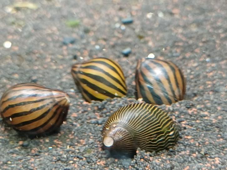 Hobbyaquarium Niritina Turrita / zebrarenslak / algeneter, Dieren en Toebehoren, Vissen | Aquariumvissen, Zoetwatervis, Slak of Weekdier