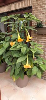 Brugmansia Engelentrompet Datura geel, Overige soorten, Volle zon, Vaste plant, Ophalen of Verzenden