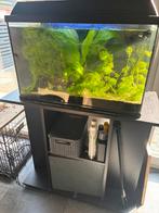 Aquarium 60 liter met inhoud, Ophalen, Gebruikt, Gevuld zoetwateraquarium