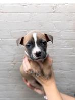 Prachtige Amerikaanse Stafford pups, Dieren en Toebehoren, Honden | Jack Russells en Terriërs, België, CDV (hondenziekte), 8 tot 15 weken