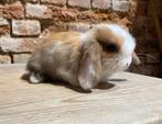 Minilop nestje (transport mogelijk), Meerdere dieren, Dwerg, Hangoor, 0 tot 2 jaar