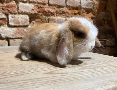Minilop nestje (transport mogelijk), Dieren en Toebehoren, Konijnen, Dwerg, Meerdere dieren, 0 tot 2 jaar, Hangoor