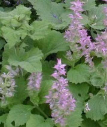Salvia Sclarea, vanaf 3 euro , lees beschrijving beschikbaar voor biedingen