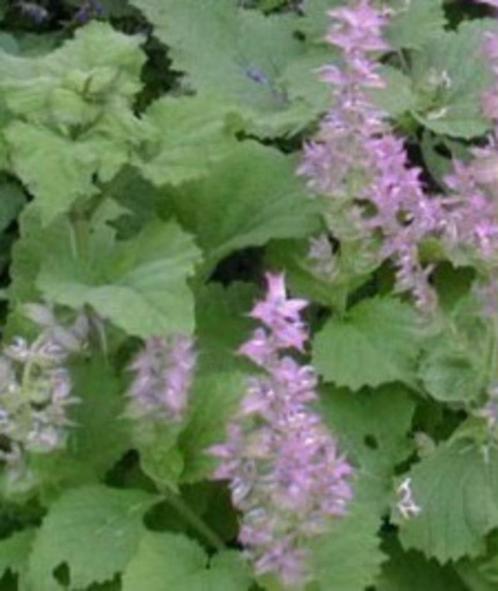 Salvia Sclarea, vanaf 3 euro , lees beschrijving, Tuin en Terras, Planten | Tuinplanten, Tweejarig, Overige soorten, Volle zon