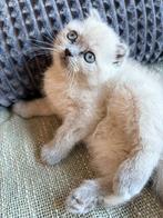 Britse kat, Dieren en Toebehoren, Poes, Ingeënt, 0 tot 2 jaar