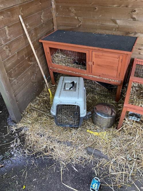 Konijn en konijnenhok, Dieren en Toebehoren, Konijnen, Middelgroot, Mannelijk, 0 tot 2 jaar