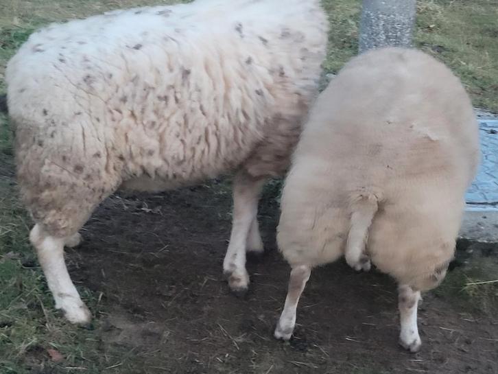 3 moutons lourds - 1 pur texel français, Animaux & Accessoires, Moutons, Chèvres & Cochons