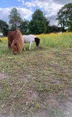 Shetland veulentje, Dieren en Toebehoren, Hengst, Gechipt