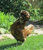 Padua kriel kippen jonge hennen beschikbaar, Kip, Vrouwelijk