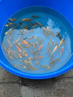 Japanse koi 12-15 cm 20 euro per visje, Dieren en Toebehoren, Vissen | Vijvervissen