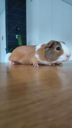 Cavia beertje niet gecastreerd, Dieren en Toebehoren, Knaagdieren, Cavia, Augustus, Mannelijk, Tam