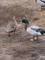 Wilde eenden te koop