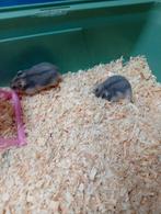 3 dwerg hamstertjes, Hamster, Domestique, Janvier, Plusieurs animaux