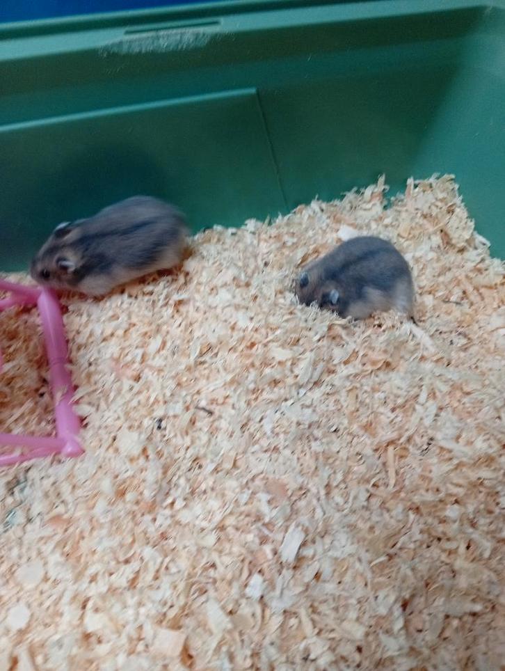 3 dwerg hamstertjes, Dieren en Toebehoren, Knaagdieren, Meerdere dieren, Hamster, Januari, Tam