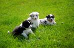 border collie pups geboren op boerderij, Animaux & Accessoires, Chiens | Bergers & Bouviers, Particulier, 8 à 15 semaines, Colley