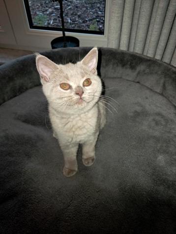 Brits korthaar poesje, Chatte ou Chat, Vermifugé