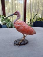 Getaxidermiseerde ibis op een basis, Verzamelen, Dierenverzamelingen, Ophalen, Zo goed als nieuw, Vogel, Opgezet dier