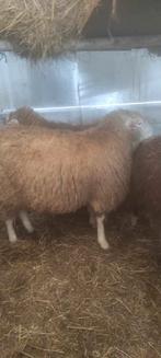 Mouton à vendre, Schaap, Mannelijk, 0 tot 2 jaar