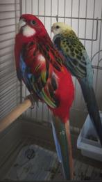 Parkieten Rosella, Parkiet, Geringd