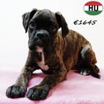 Gestroomde Boxer pups te koop (teefjes), Dieren en Toebehoren, Honden | Bulldogs, Pinschers en Molossers, 15 weken tot 1 jaar