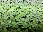 Salvinia Minima (plante flottante), Ophalen of Verzenden, Nieuw, Plant(en), Steen of Hout