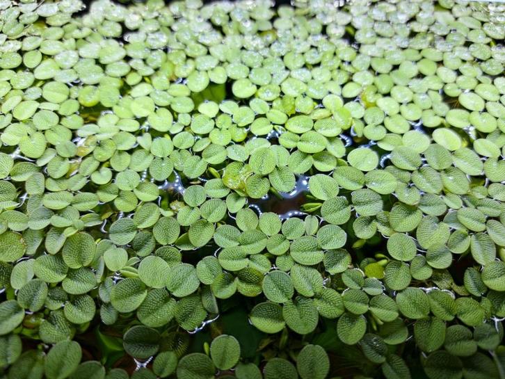 Salvinia Minima (plante flottante), Dieren en Toebehoren, Vissen | Aquaria en Toebehoren, Nieuw, Plant(en), Steen of Hout, Ophalen of Verzenden