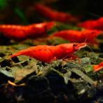 Crevettes red cherry