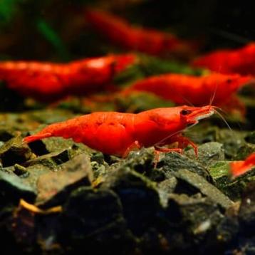 Crevettes red cherry