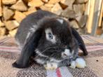 Nhd ram, Dieren en Toebehoren, Konijnen, Mannelijk, Dwerg, Hangoor, 0 tot 2 jaar
