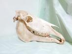 Paardenschedel schedel van een paard GROOT anatomie COMPLEET, Paard, Gebruikt, Ophalen of Verzenden, Schedel