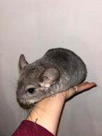 5 Chinchilla’s te koop ( vrouwtjes), Chinchilla, Vrouwelijk, Tam, September