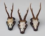 3 x zesender REE GEWEI op houten schild (ref. S), Verzamelen, Dierenverzamelingen, Ophalen of Verzenden, Gebruikt, Hert, Gewei of Kop