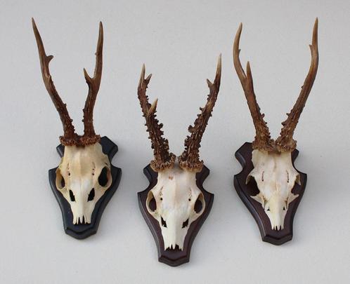 3 x zesender REE GEWEI op houten schild (ref. S), Verzamelen, Dierenverzamelingen, Gebruikt, Gewei of Kop, Hert, Ophalen of Verzenden