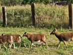 Prachtige natuurkleur ram 2025 - niet voor slacht, Mannelijk, Schaap, 0 tot 2 jaar