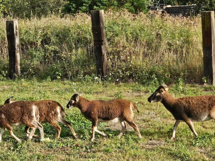 Prachtige natuurkleur ram 2025 - niet voor slacht, Dieren en Toebehoren, Schapen, Geiten en Varkens, Schaap, Mannelijk, 0 tot 2 jaar