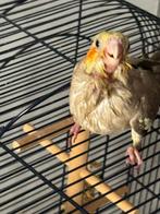 Handtamme cinnamon valkparkiet, Dieren en Toebehoren, Vogels | Parkieten en Papegaaien
