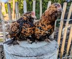 Tamme lieve ukkelse baardkriel kippen, Dieren en Toebehoren, Vrouwelijk, Kip